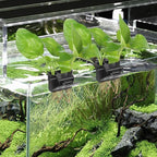 3 Holes Upgraded Aquatic Plant Cup Aquarium Plant Holder for Tank,Aquascape Accessories Decorations- Black 4 Pcs