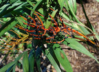 Chamaedorea elegans (Parlor Palm) – Live Indoor Palm Tree | Easy-Care Houseplant | Air-Purifying Tropical Plant (No Pot) (1, Medium)