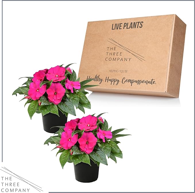 Live Flowering New Guinea Impatiens - Shades of Pink (2 Plants Per Pack) - Beautiful Shade Flowers - 12" Tall by 5" Wide in 1 Qt Pot