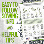 Seed Needs Sunflower Seeds for Planting Chocolate/Italian White Sunflowers - Heirloom & Open Pollinated Helianthus Seed Collection to Plant a Butterfly Garden (2 Packs)