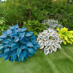 290+ USA PERMIUM Giant Hosta Seeds for Planting Indoor Outdoor-Non GMO Heirloom Fragrant Shade Garden Flowers