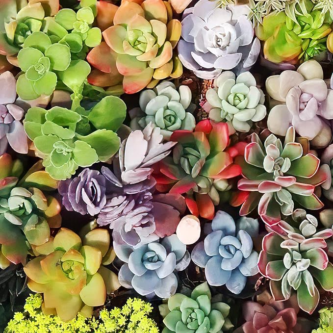 Sprout N Green 10 Assorted Live Succulent Cuttings, Rare Varieties Plant Clipping, Great for Terrariums, Mini Gardens, DIY Projects, Starter Plants, Wedding Decor, No 2 Succulents Alike