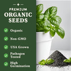 Seedboy 250 Organic Basil Seeds for Planting Indoor and Outdoor, Non-GMO and USDA Certified Herb Seed Packet for Hydroponic Garden Indoor or Planting Outdoors (Genovese Basil)