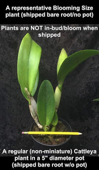 – “Mystery”/no-Name Cattleya Orchids – Huge Variety, Easy to Grow, Big Blooms, Many Fragrant (NOT in-Bud/Bloom When Shipped)