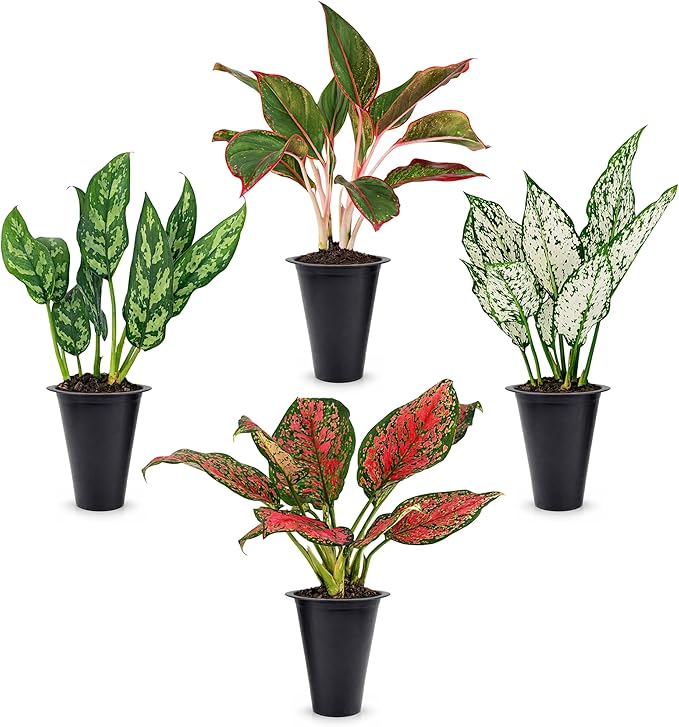 Aglaonema Plant Collection (4 Pack) Live Starter Plants, Rare Chinese Evergreen Houseplants, Indoor Tropical Plants Live, Easy Care Low Light Houseplants, Colorful Foliage Plants, Grower’s Choice