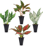 Aglaonema Plant Collection (4 Pack) Live Starter Plants, Rare Chinese Evergreen Houseplants, Indoor Tropical Plants Live, Easy Care Low Light Houseplants, Colorful Foliage Plants, Grower’s Choice