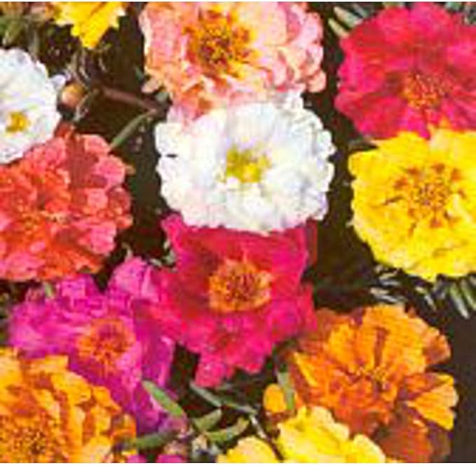 Portulaca Flowers (Double Mixed) Seeds (25+ Seeds)