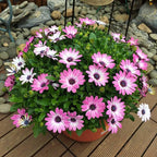 African Daisy Seeds for Planting, 148pcs Osteospermum Daisy Seeds Non-GMO Heirloom Perennial Rare Colorful Flower Plants, Open Pollinated Beauty Home Garden Flowers for Outdoors
