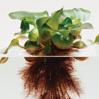 Chalily Water Hyacinth Floating Pond Plants Live Aquatic Plant Great for Koi Ponds Flowering and Fast Growing Hyacinths Cannot Ship to Some States (48)