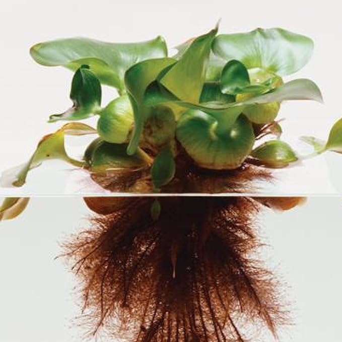 Chalily Water Hyacinth Floating Pond Plants Live Aquatic Plant Great for Koi Ponds Flowering and Fast Growing Hyacinths Cannot Ship to Some States (12)