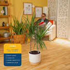 Costa Farms Dracaena Marginata Magenta Madagascar Dragon Tree, Live Indoor Plant, Easy to Grow Houseplant Potted in Decor Planter Pot, Living Room Home and Office Decor, 3-4 Feet Tall