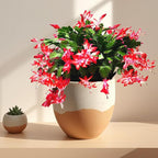 Thanksgiving Cactus, Red Seasonal Blooms, Live Indoor Plant, Flowering Houseplant, Christmas Cactus, 8-Inch Hanging Basket, Holiday Decor, Pet Safe, Free Heat Pack