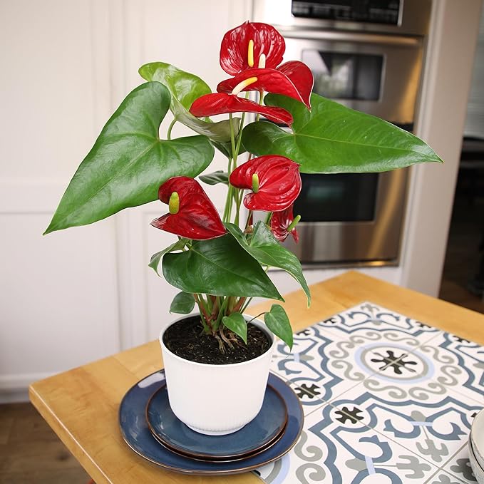 Altman Plants Red Anthurium Live Plant Decor in 6 Inch White Plastic Plant Pot, Easy to Grow Desk Plant, Easy Plant Gift, Decorative Indoor Plant, Live Anthuriums Live Plants Grown in Potting Soil Mix