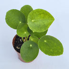 Chinese Money Plant Live (Pilea Peperomioides) | Available in 2.5 Inch & 4 Inch Nursery Pot or Add Our Geometric Self-Watering Planter | Air Purifying (Nursery Pot, 2.5 inch Pot)