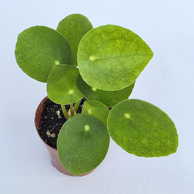 Chinese Money Plant Live (Pilea Peperomioides) | Available in 2.5 Inch & 4 Inch Nursery Pot or Add Our Geometric Self-Watering Planter | Air Purifying (Nursery Pot, 2.5 inch Pot)