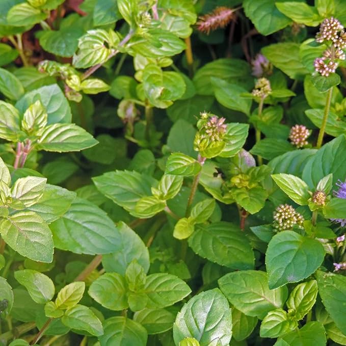 Chalily Water Mint, a Great Live Pond Plant for Your Water Garden. Filters The koi and Goldfish Pond. Good for Bogs, Plant Shelf or Shallow Water This marginal Aquatic is a Real Beauty