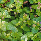 Chalily Water Mint, a Great Live Pond Plant for Your Water Garden. Filters The koi and Goldfish Pond. Good for Bogs, Plant Shelf or Shallow Water This marginal Aquatic is a Real Beauty