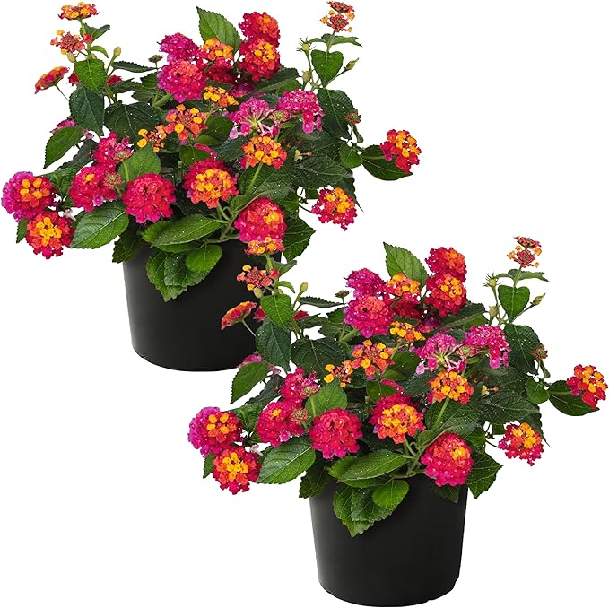 Live Flowering Lantana - Havana Sunset - Color Mix (2 Plants Per Pack) - Grower's Choice Multi Color Blooms, Healthy Blooming Pollinator, 8" Tall by 5" Wide in 1 Qt Pot