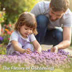 KVITER 1,000 Purple Rock Cress Seeds Perennial (Aubrieta deltoidea) - Aubrieta Seed, Lilacbush, Non-GMO & Organic Ground Cover Seed - Ideal Flower Seeds for Planting in Beds, Rock Garden & Walls