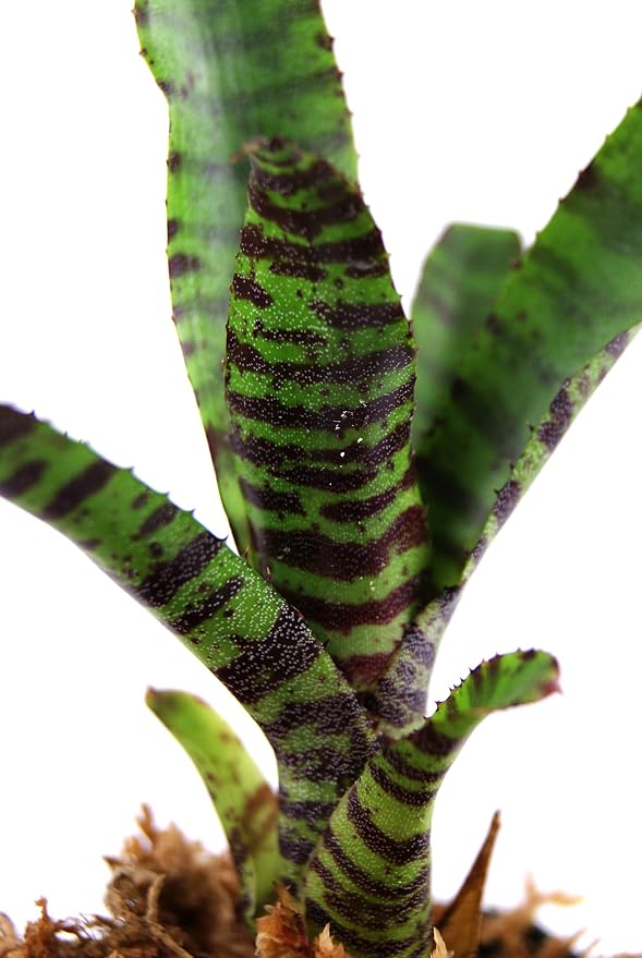 Neoregelia 'Tiger Cub' Bromeliad