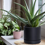Phoenix Vine 8 Inch Planter Pot with Drainage Hole & Saucer, Deep Water Catch Tray, Straight Cylindrical Round Pot for Plants, Matte Black, Pack of 1, 23-C-T-1