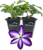 Clematis Venosa Violacea - 2 Live Starter Plants in 2 Inch Growers Pots - Starter Plants Ready for The Garden - Rare Clematis for Collectors