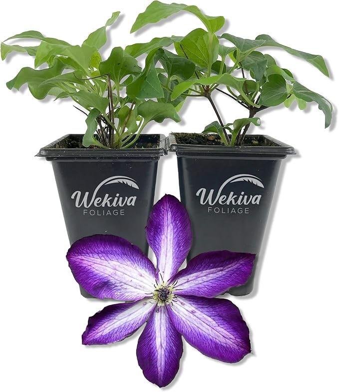 Clematis Venosa Violacea - 2 Live Starter Plants in 2 Inch Growers Pots - Starter Plants Ready for The Garden - Rare Clematis for Collectors