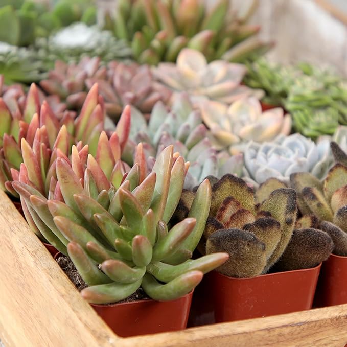 Altman Plants Deluxe Live Succulents (6 Pack), No Duplicates, Assorted Varieties, & Shapes, Easy Plant Care, 2 in Pots