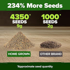 HOME GROWN Arugula Roquette Seeds 4350+ Bulk Pack Heirloom Non-GMO, High Germination, Peppery Salad Greens, Indoor Outdoor Hydroponic Garden, Microgreens, Year-Round Harvest (Eruca vesicaria)