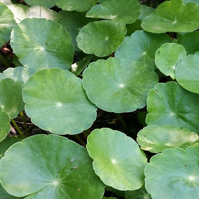 Chalily Pennywort, a Great Live Pond Plant for Your Water Garden. Filters The koi and Goldfish Pond. Good for Bogs, Plant Shelf or Shallow Water This marginal Aquatic is a Real Beauty
