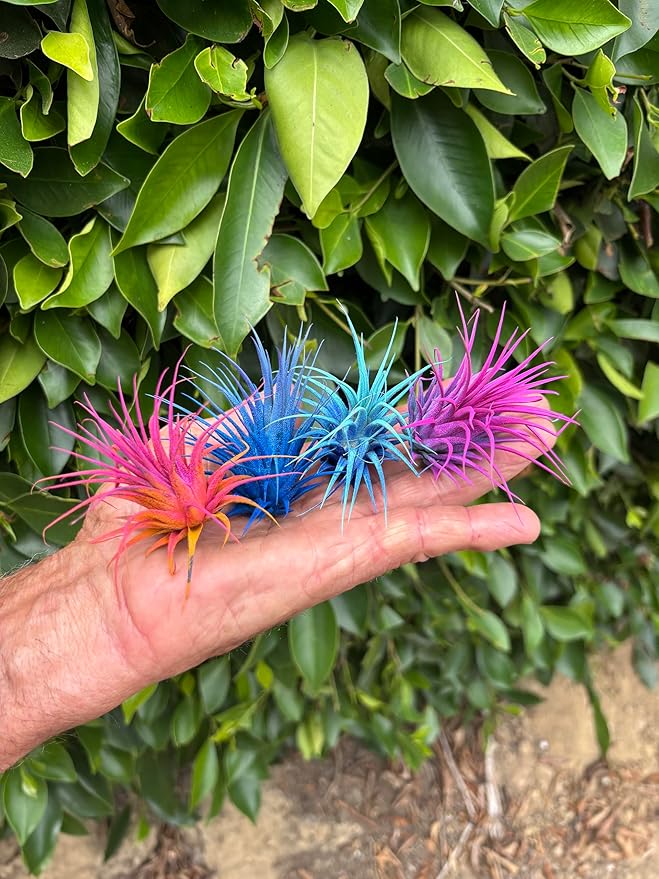 Air Plants - Tillandsia Ionantha - Organically Enhanced Color - Live Arrival Guaranteed - House Plants for Home Decor & Gift (2 Tone 4pk) (4pk Mix 2-Tone Mix Barrels)