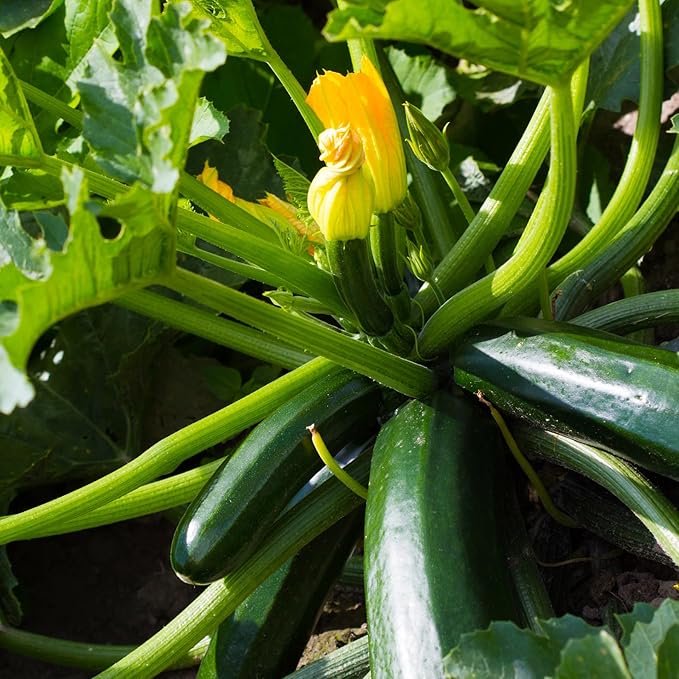 2 Green Zucchini Plants, Live Zucchini Plants in Pot, Summer Squash for Outdoor Garden, 3 to 6 Inch Tall Plant