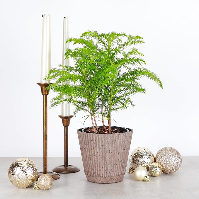 Thorsen's Greenhouse Live Norfolk Island Pine Plant, Christmas Greenery Gift or Decor, Air Purifying Premium Indoor Houseplant, Mature 4" Diameter Pot (Coffee, 4-inch Pot)