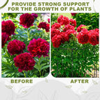 Geelin 15 Pack Peony Cages Bulk 12'' Dx 16'' H Peony Cages and Supports Heavy Duty Metal Plants Grow Through Support Rings Hoops for Outdoor Plants Flower Strawberry Tomato Strawberry(Black)