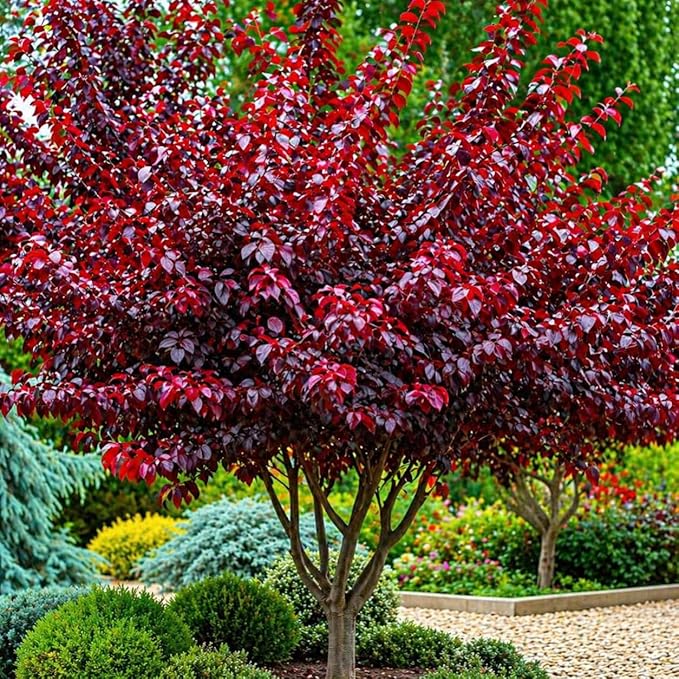 2 Purple Leaf Sand Cherry Trees/Shrubs - 18-24" Tall Live Plants - Purpleleaf Cistena Plum Bushes - Prunus x cistena - (2 Pack)