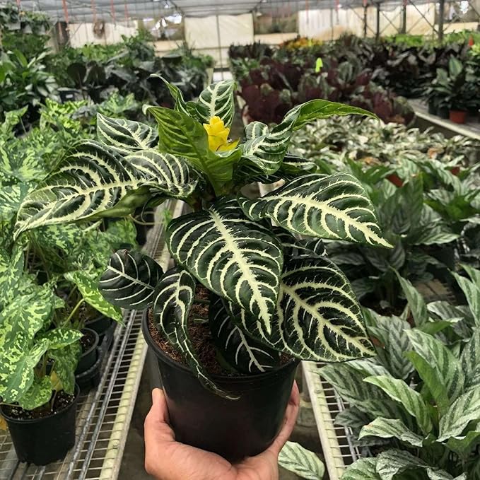 Zebra Aphelandra Live Plant for Indoor | Different Houseplants in 4'' & 6'' Pot | Real House Plant for Living Room, Office, Desk & Bathroom | Zebra Plant | Aphelandra squarrosa