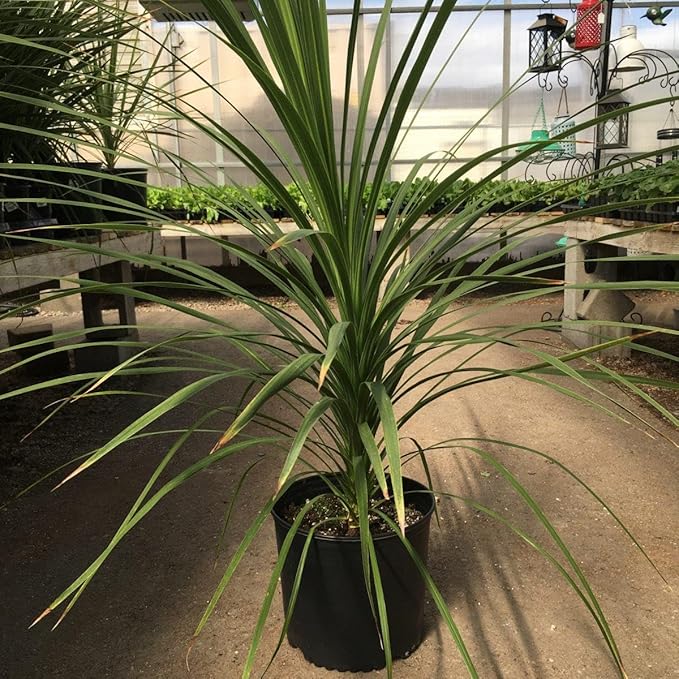 RedCrocus Dracaena 'Spikes' - Evergreen Indoor & Outdoor Plant, Pet Safe, Easy Care, Modern Foliage, Decorative for Borders & Containers 1 Quart (Pack of 12)