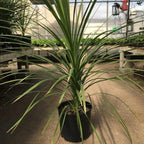 RedCrocus Dracaena 'Spikes' - Evergreen Indoor & Outdoor Plant, Pet Safe, Easy Care, Modern Foliage, Decorative for Borders & Containers 1 Quart (Pack of 10)