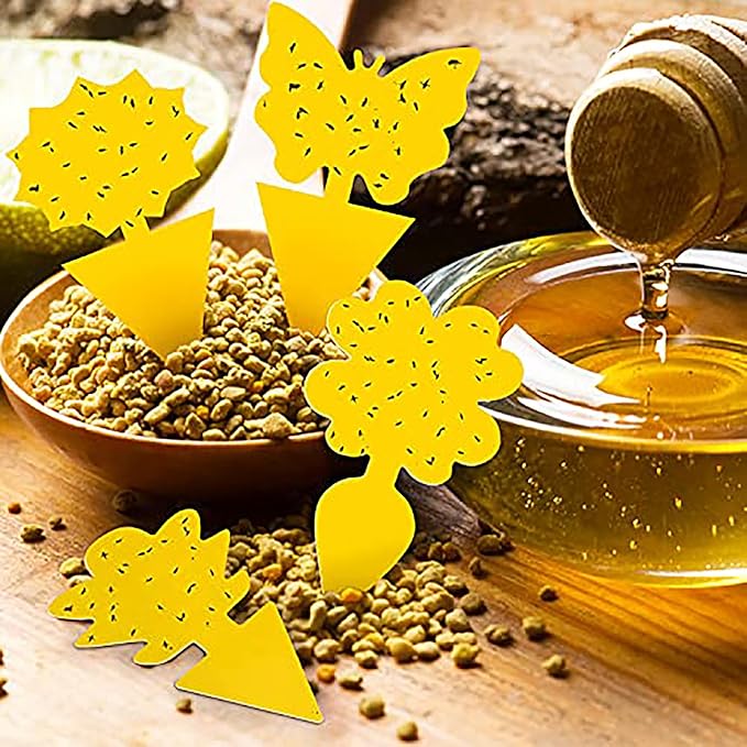 72PCS Fruit Fly Sticky Traps Fungus Gnat Traps Insect Trap for Plants Kitchen Indoor Outdoor White Flies Mosquitos Fungus Gnats Flying Insects Houseplant Gifts
