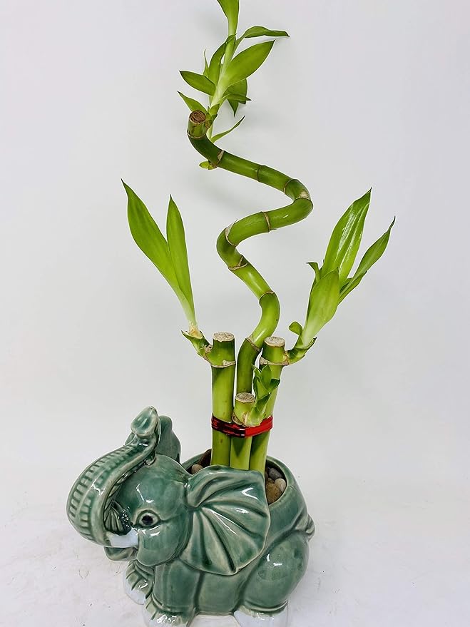 jm bamboo-Lucky Bamboo - indoor house plant bring good luck and Elephant vase good Feng Shui