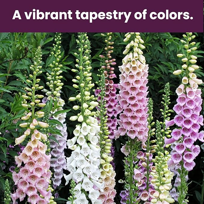 Foxglove Seeds Perennial – Mixed Colors, 200,000+ Seeds Bulk Pack for Easy-to-Grow Home Gardening, Tall Spire Blooms for Garden Borders, Attract Hummingbirds & Bees