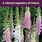 Foxglove Seeds Perennial – Mixed Colors, 200,000+ Seeds Bulk Pack for Easy-to-Grow Home Gardening, Tall Spire Blooms for Garden Borders, Attract Hummingbirds & Bees
