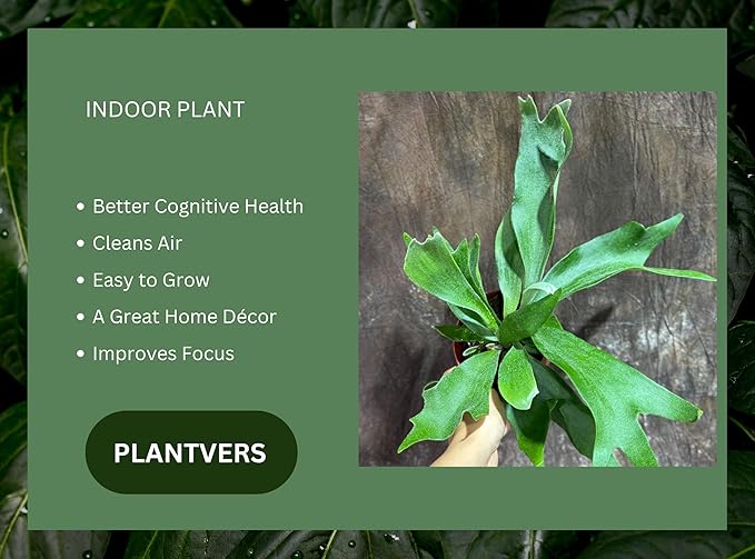 PLANTVERS Live Fern Plant in a 4" Nursey Pot | Low Maintenance Indoor Houseplant | Tropical Air Purifying Green Foliage for Home & Office Decor | Easy-Care Indoor Plant (Staghorn Fern)
