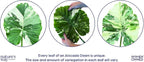 Nature's Way Farms, Alocasia Dawn Variegated, Rare Plant Collection, Live Plant (18-24 in. Tall) in Grower Pot