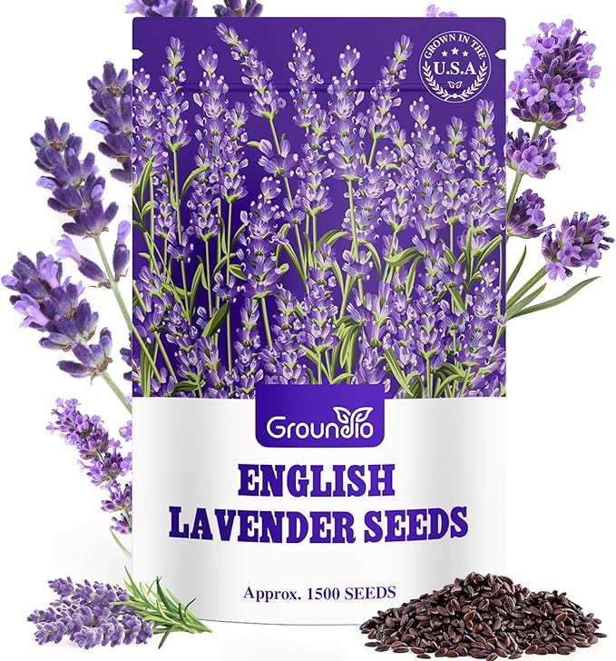 Groundio 1500+ English Lavender Seeds for Planting, Non-GMO | Heirloom | High Germination Dwarf Lavender Herb Seeds for Indoor & Outdoor Pollinator Attract (Lavandula Angustifolia)