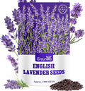 Groundio 1500+ English Lavender Seeds for Planting, Non-GMO | Heirloom | High Germination Dwarf Lavender Herb Seeds for Indoor & Outdoor Pollinator Attract (Lavandula Angustifolia)