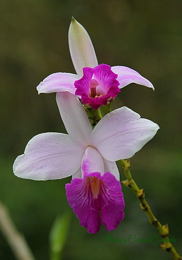Hawaiian Bamboo Orchid Plant Root - Live Tropical Orchid, Easy Care Indoor Outdoor Flowering Plant with Fragrant Purple Blooms, Hawaii Grown Orchid