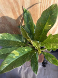 Rare Philodendron Ring of Fire, Live Indoor Houseplant, 4 Inch Pot, Variegated Tropical Aroid with Serrated Multicolor Leaves, Collector's Plant for Home Decor