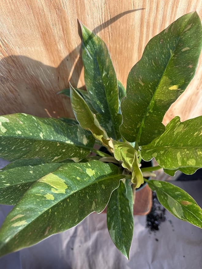 Rare Philodendron Ring of Fire, Live Indoor Houseplant, 4 Inch Pot, Variegated Tropical Aroid with Serrated Multicolor Leaves, Collector's Plant for Home Decor