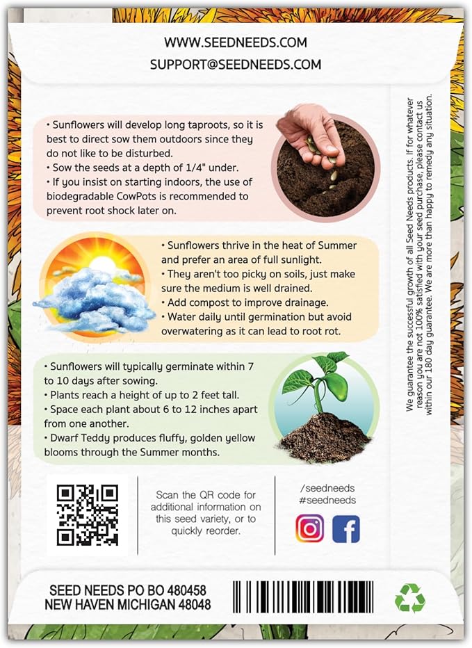 Seed Needs Sunflower Seeds for Planting Dwarf Teddy/Dwarf Sungold Sunflowers - Heirloom & Open Pollinated Flower Seed to Plant a Butterfly Garden (2 Packs)